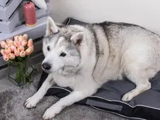 Sweet Dreams Water Resistant Pet Cushion