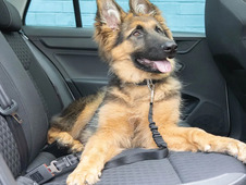 Universal Pet Seat Belt (Pk2)